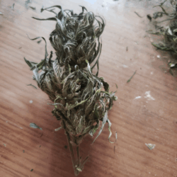 Fleur séchées avant manicure