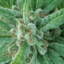 produits cbd personnalisé